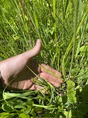 Allium geyeri tenerum
