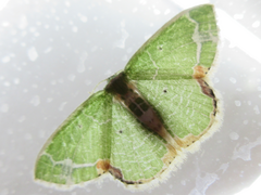 Comibaena nigromacularia