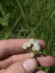 Allium geyeri tenerum