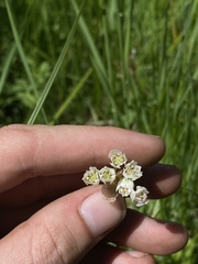 Allium geyeri tenerum