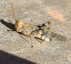 Trimerotropis pseudofasciata