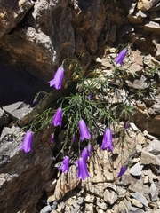 Campanula stenocodon