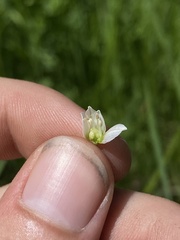 Allium geyeri tenerum