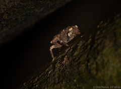 Poropterus bisignatus