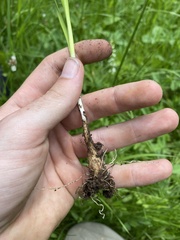 Allium geyeri tenerum