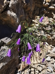 Campanula stenocodon