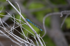 Enallagma circulatum