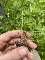 Allium geyeri tenerum