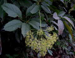 Mackinlaya confusa