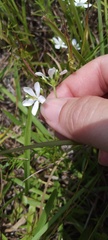 Sabatia quadrangula