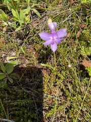 Calopogon