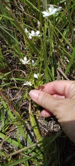 Sabatia quadrangula
