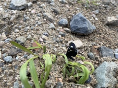 Alypiodes flavilinguis