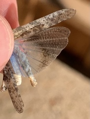 Trimerotropis pseudofasciata