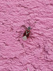 Anochrostomus formosus