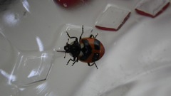 Hippodamia moesta bowditchi