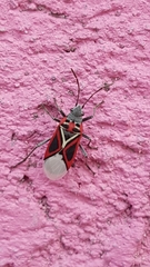 Anochrostomus formosus