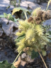 Xanthium strumarium