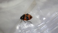 Hippodamia moesta bowditchi