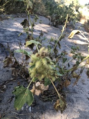 Xanthium strumarium