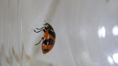 Hippodamia moesta bowditchi