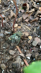 Diceroprocta bequaerti