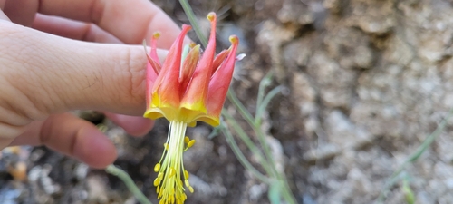Image of Aquilegia eximia by no rights reserved