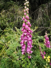 Digitalis purpurea