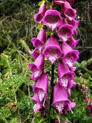 Digitalis purpurea