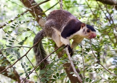 Sri Lankan Giant Squirrel - Photo (c) swgarnett, some rights reserved (CC BY-NC), uploaded by swgarnett