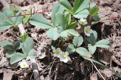 Fragaria virginiana glauca