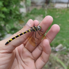 Macromia flavicincta