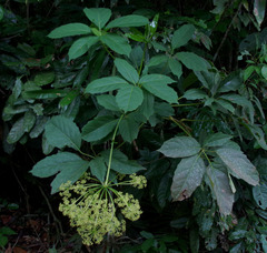 Mackinlaya confusa