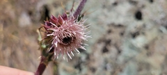 Cirsium fontinale