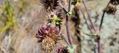 Cirsium fontinale