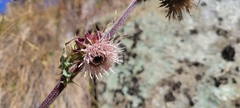 Cirsium fontinale