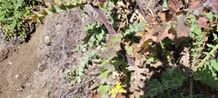 Cirsium fontinale