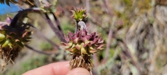 Cirsium fontinale