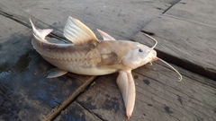Centrodoras brachiatus