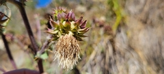 Cirsium fontinale