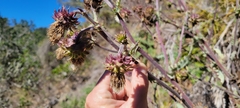 Cirsium fontinale