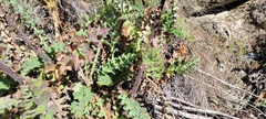 Cirsium fontinale