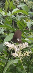 Papilio castor