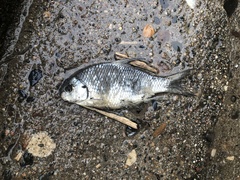 Carpiodes