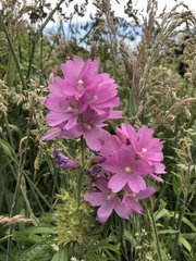 Sidalcea hirtipes