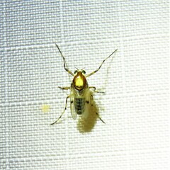 Coelotanypus tricolor