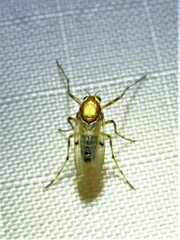 Coelotanypus tricolor