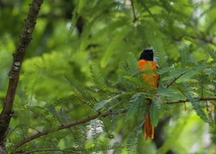 Pericrocotus flammeus