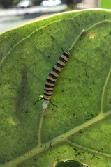 Danaus plexippus portoricensis