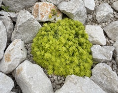 Sedum japonicum